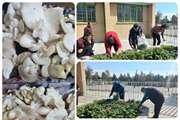  تولید اسفناج و قارچ خوراکی در آموزشگاه استثنایی دامغان