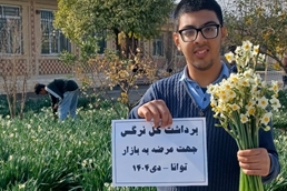 برداشت گل نرگس توسط دانش‌آموزان با نیازهای ویژه مدرسه «توانا» گنبدکاووس